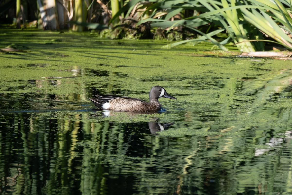 Blue-winged Teal - ML620730388