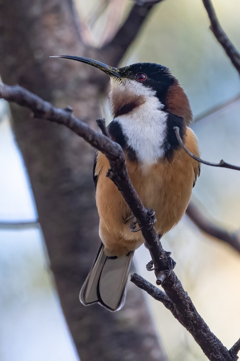 Eastern Spinebill - ML620730390