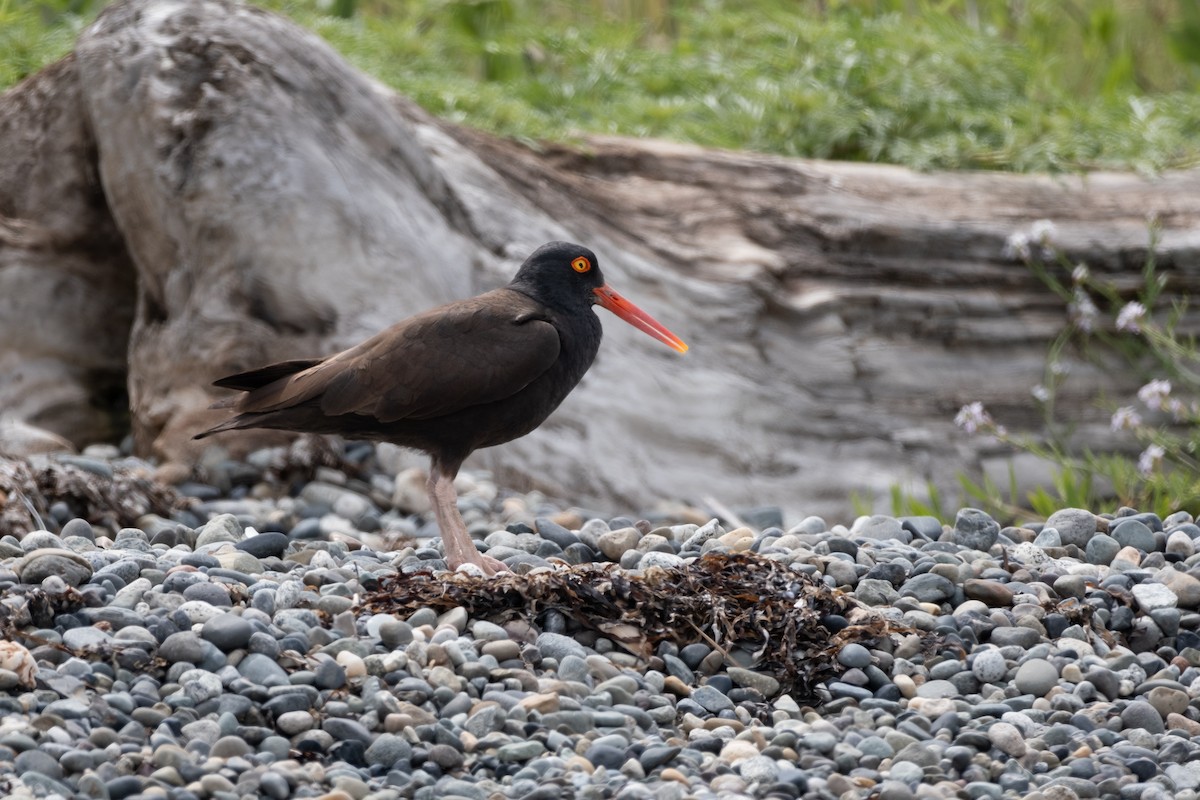 Black Oystercatcher - ML620730396