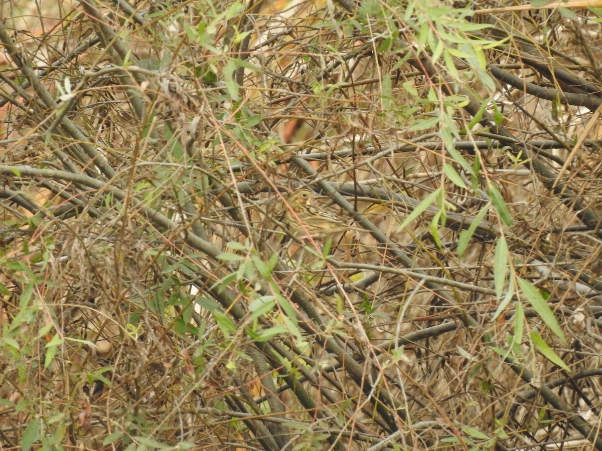 Chestnut-eared Bunting - ML620730400