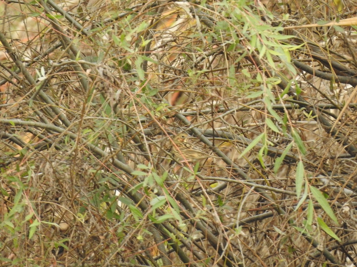 Chestnut-eared Bunting - 정빈 손