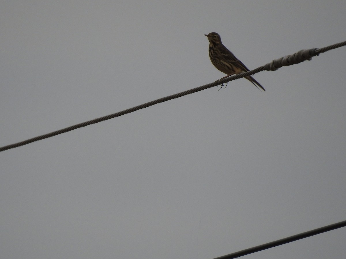 American Pipit - ML620730404