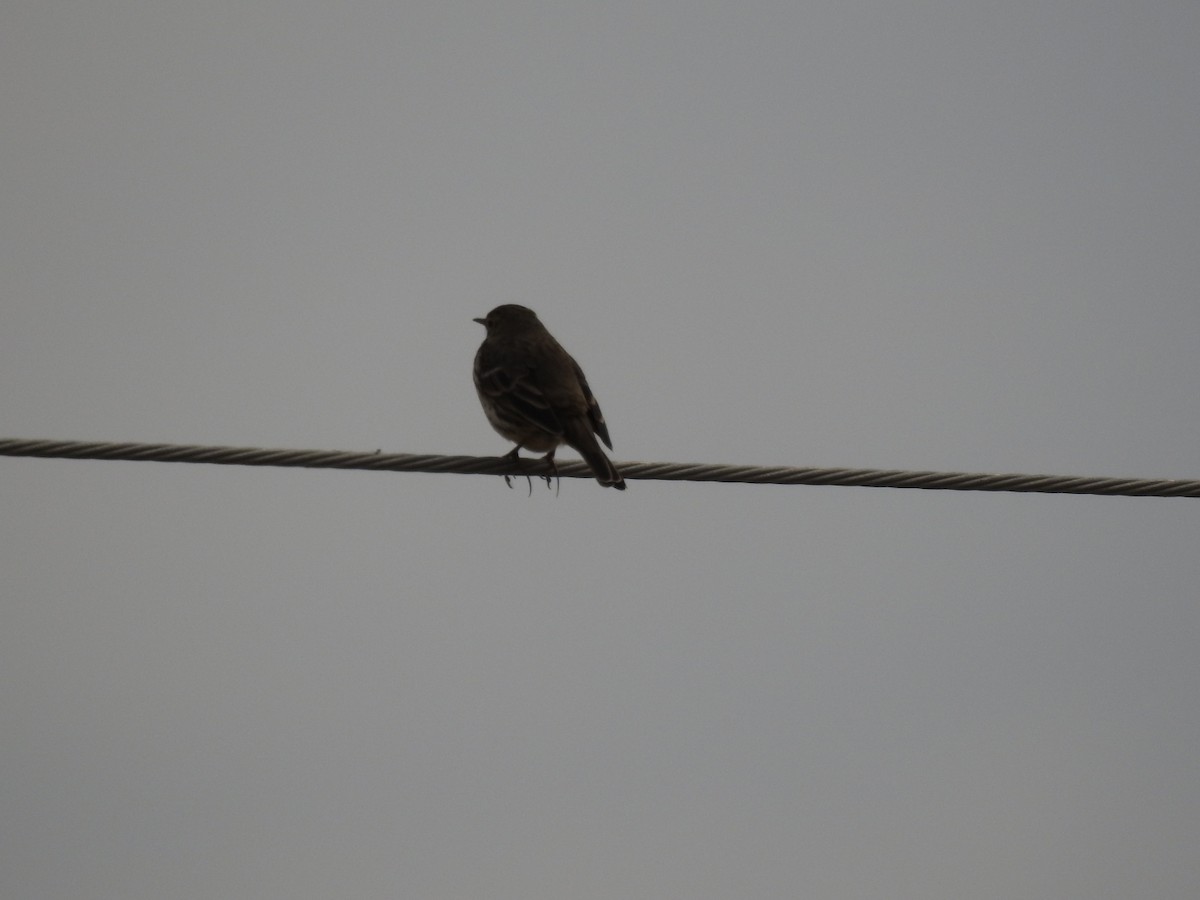 Olive-backed Pipit - 정빈 손