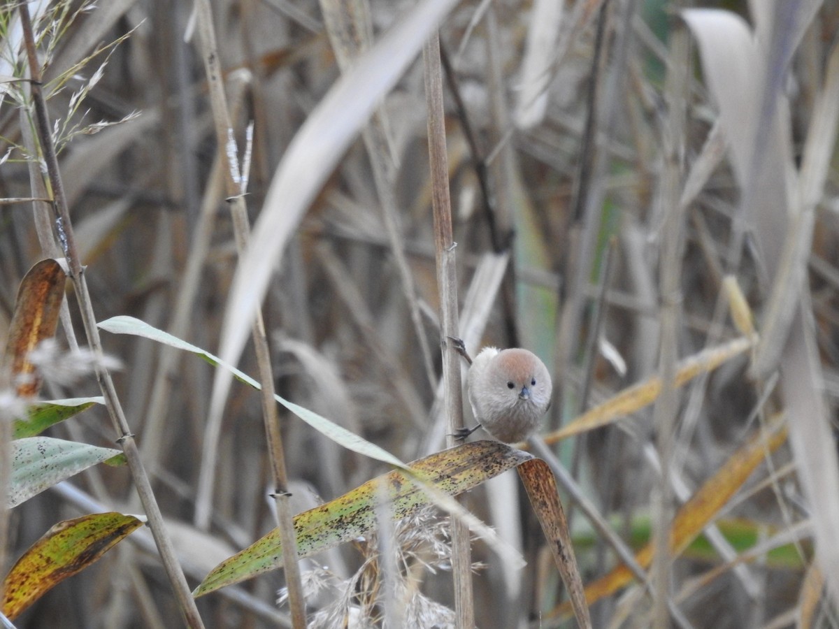 Vinous-throated Parrotbill - ML620730409