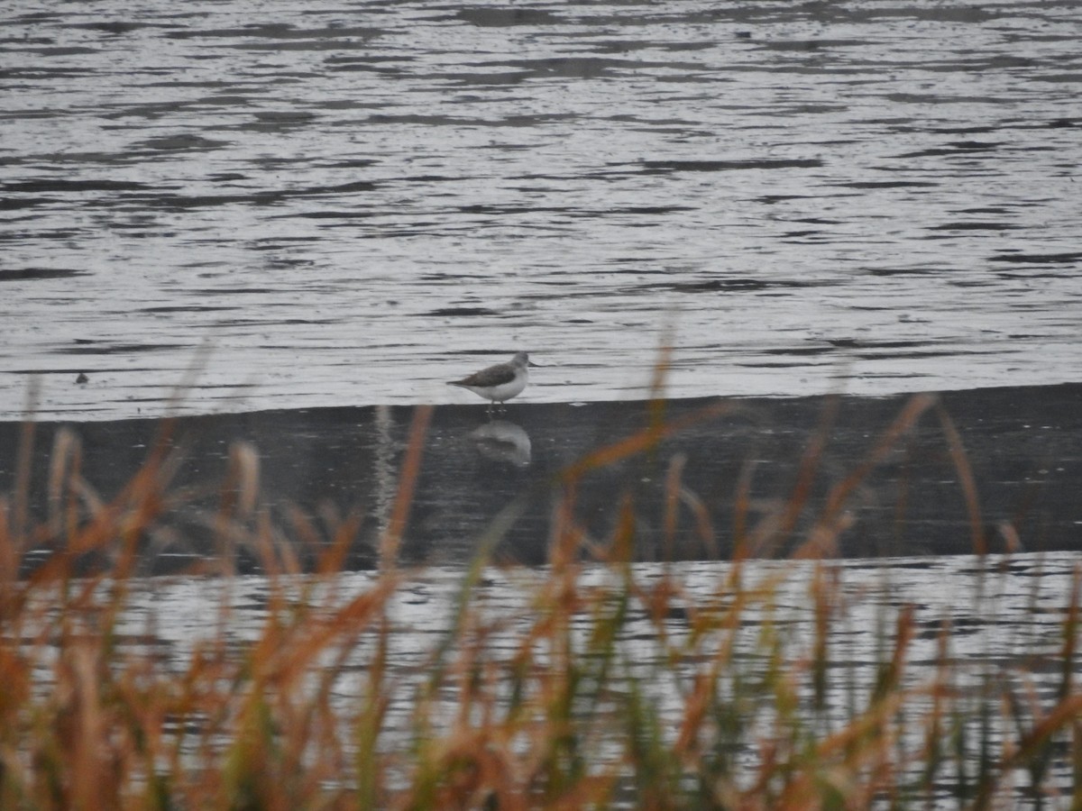 Common Greenshank - ML620730411