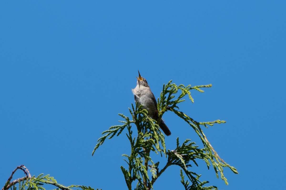 House Wren - ML620730412