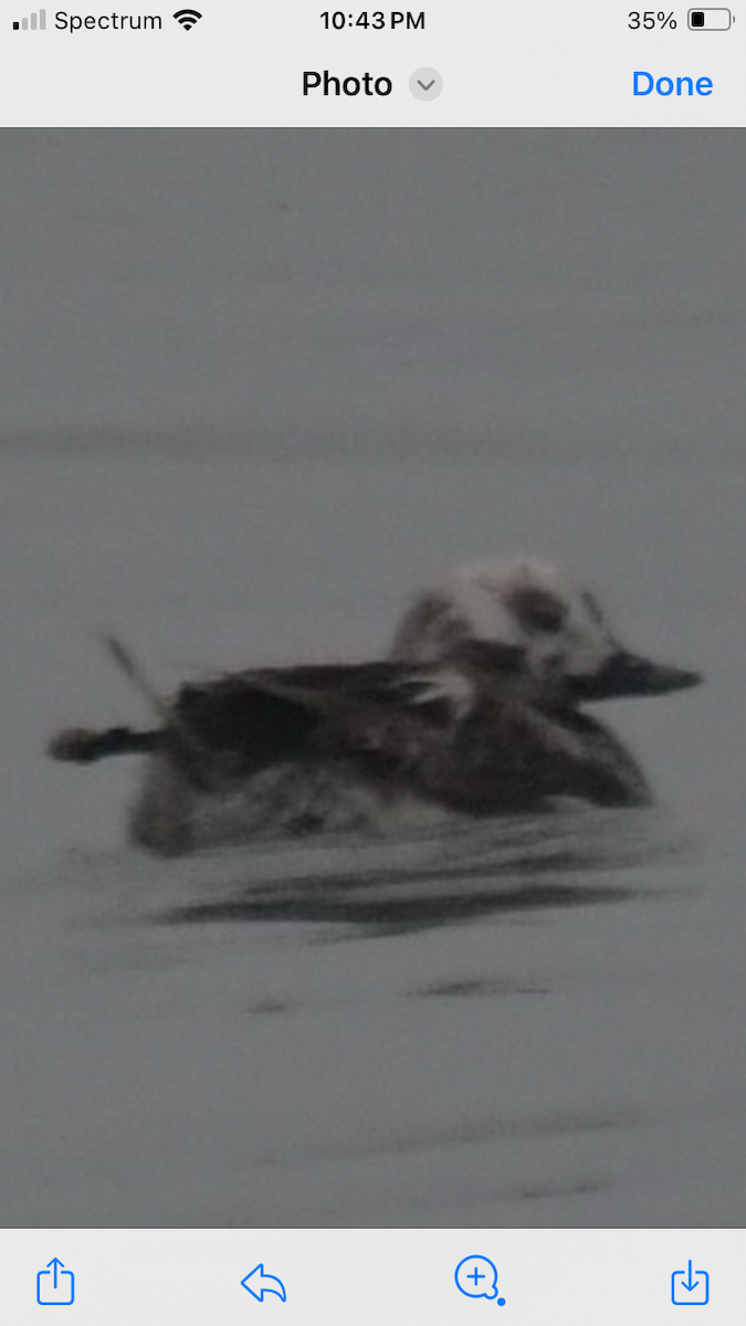 Long-tailed Duck - ML620730414