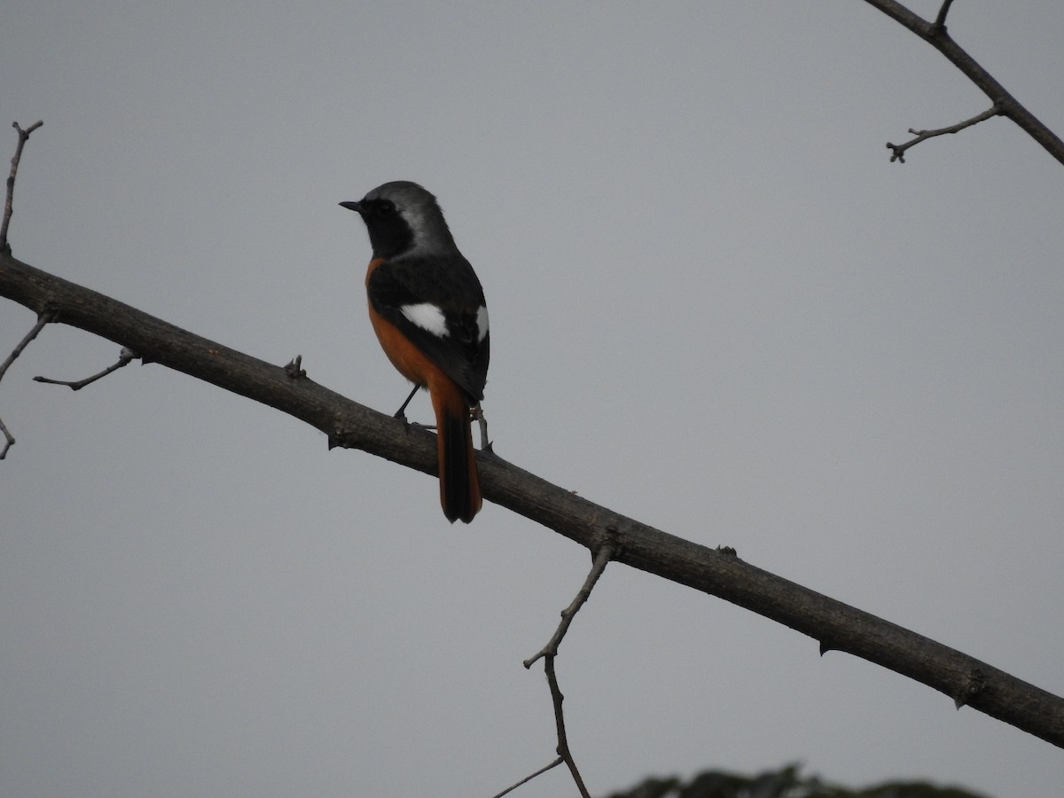 Daurian Redstart - ML620730423