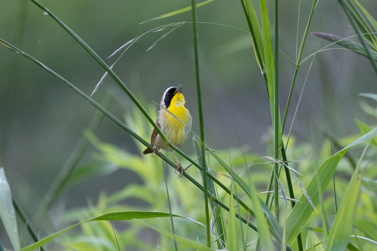 Common Yellowthroat - ML620730424