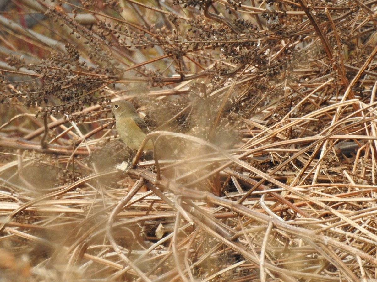 Daurian Redstart - ML620730431