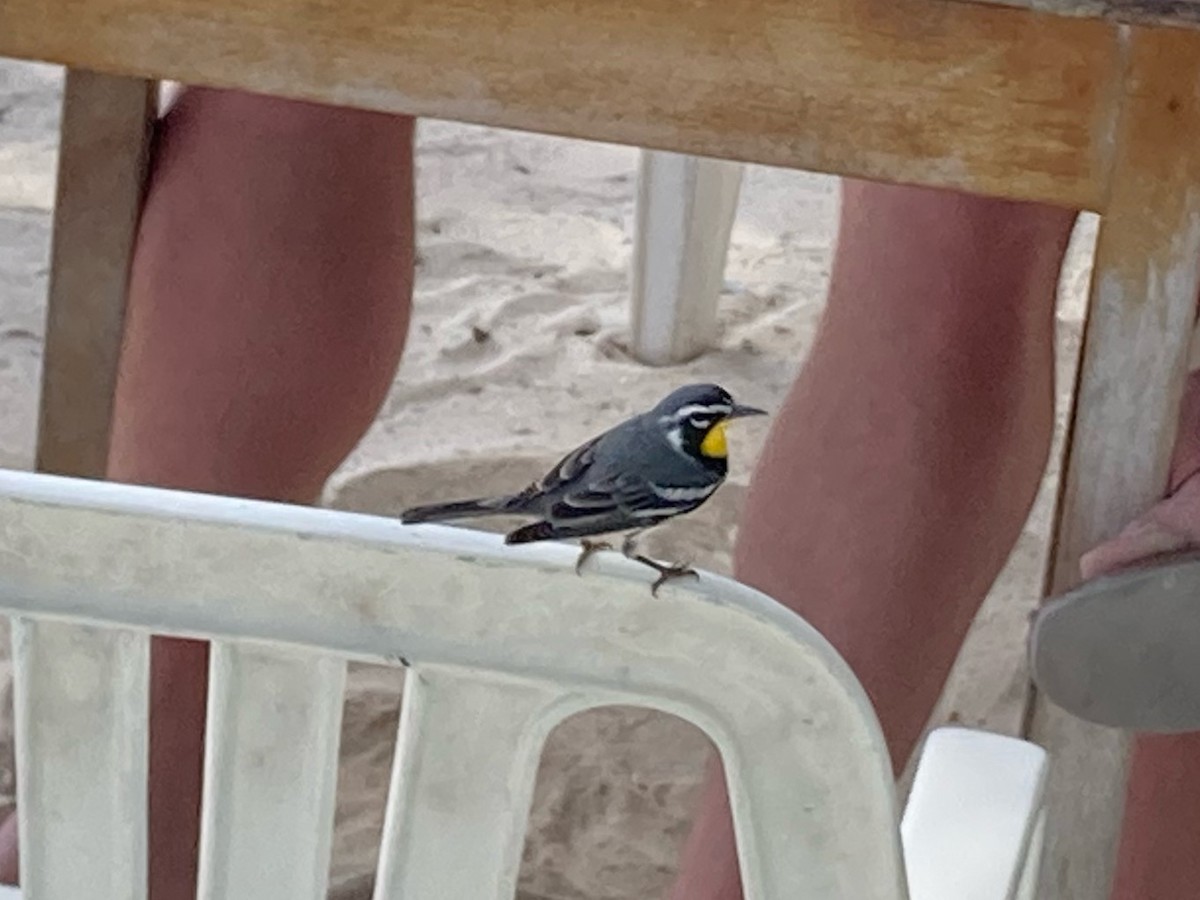 Yellow-throated Warbler - ML620730432