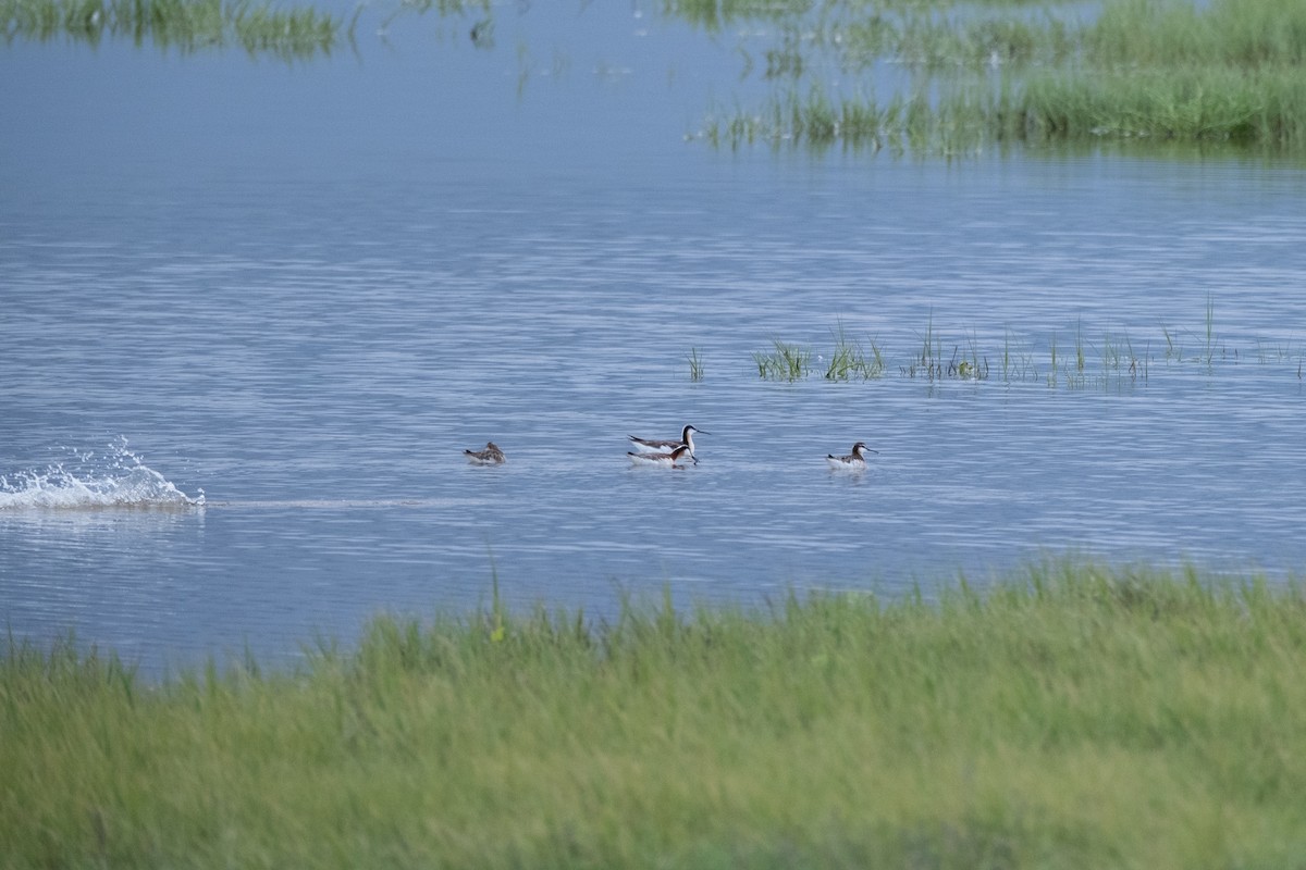 Wilson's Phalarope - Destiny Greig