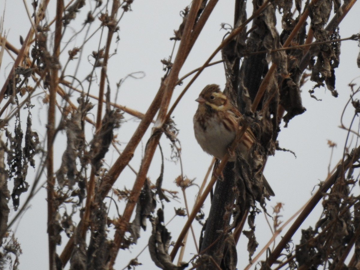 Rustic Bunting - ML620730437