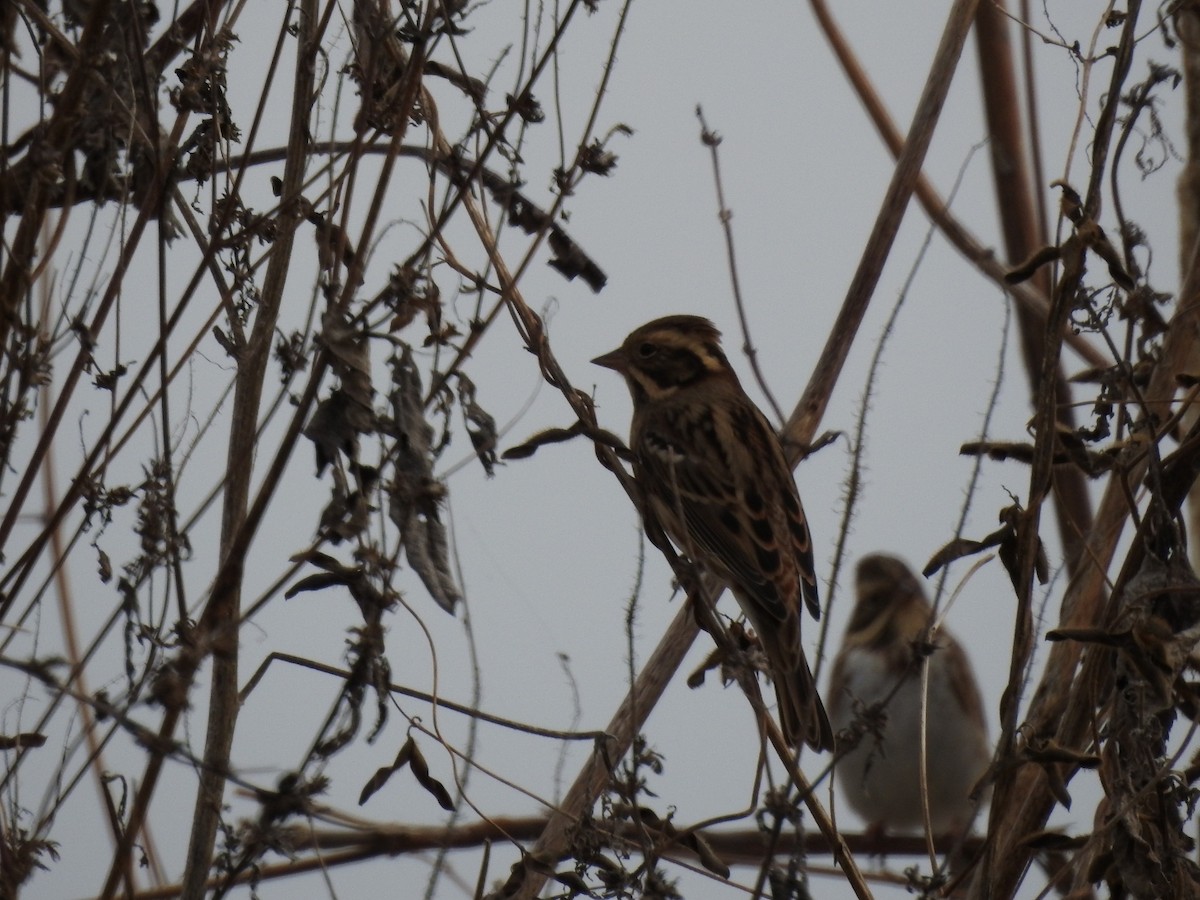 Rustic Bunting - ML620730438