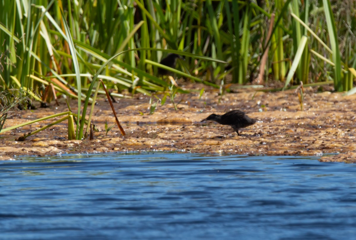 Virginia Rail - ML620730445