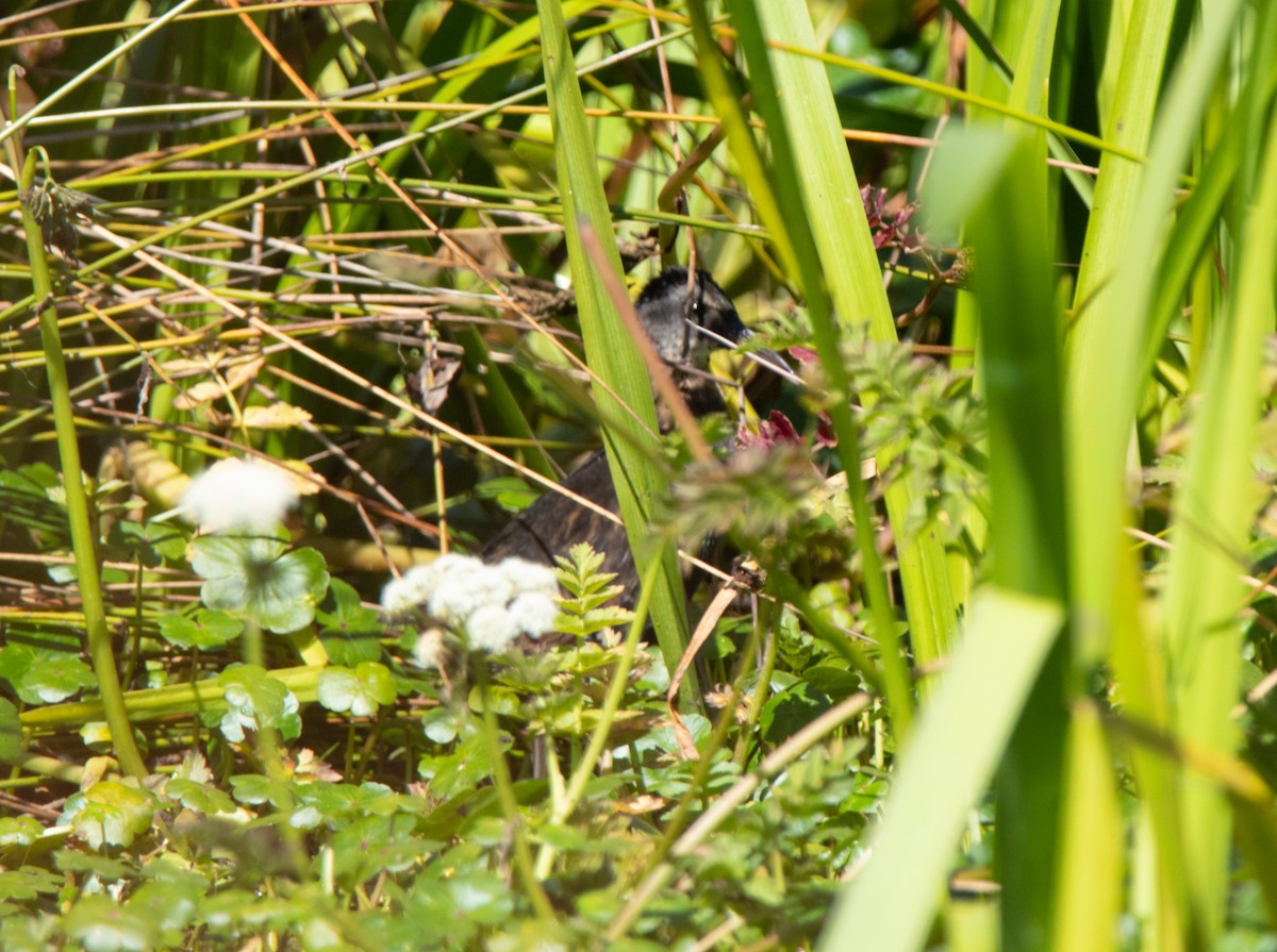 Virginia Rail - ML620730447