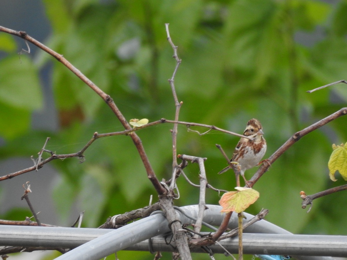 Rustic Bunting - ML620730449