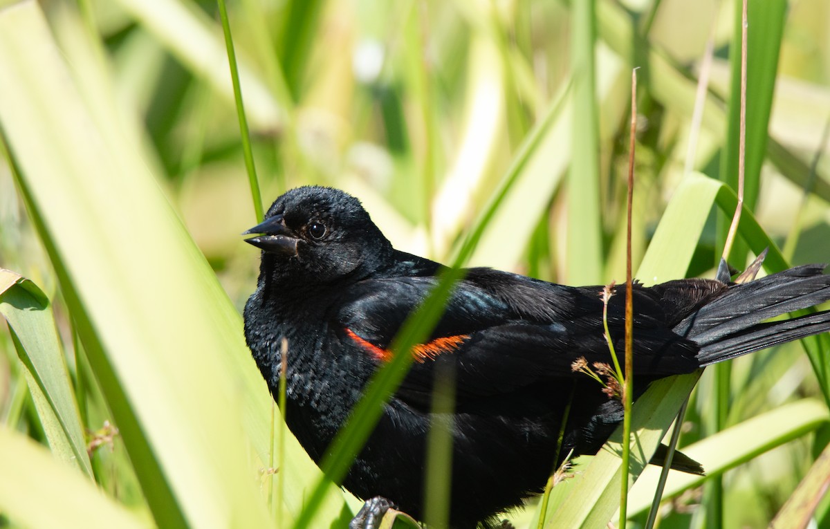 Red-winged Blackbird - ML620730450