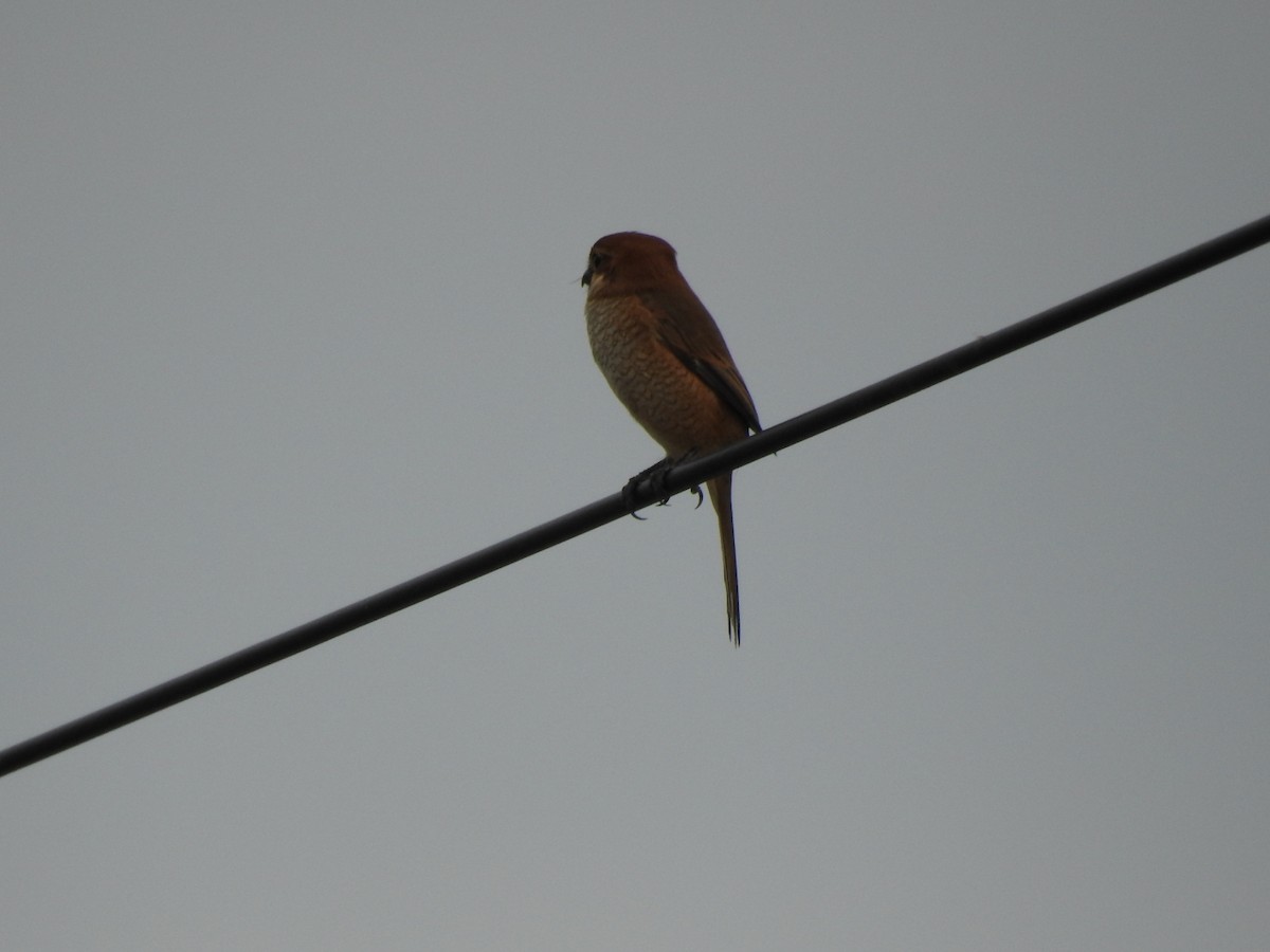 Bull-headed Shrike - ML620730452