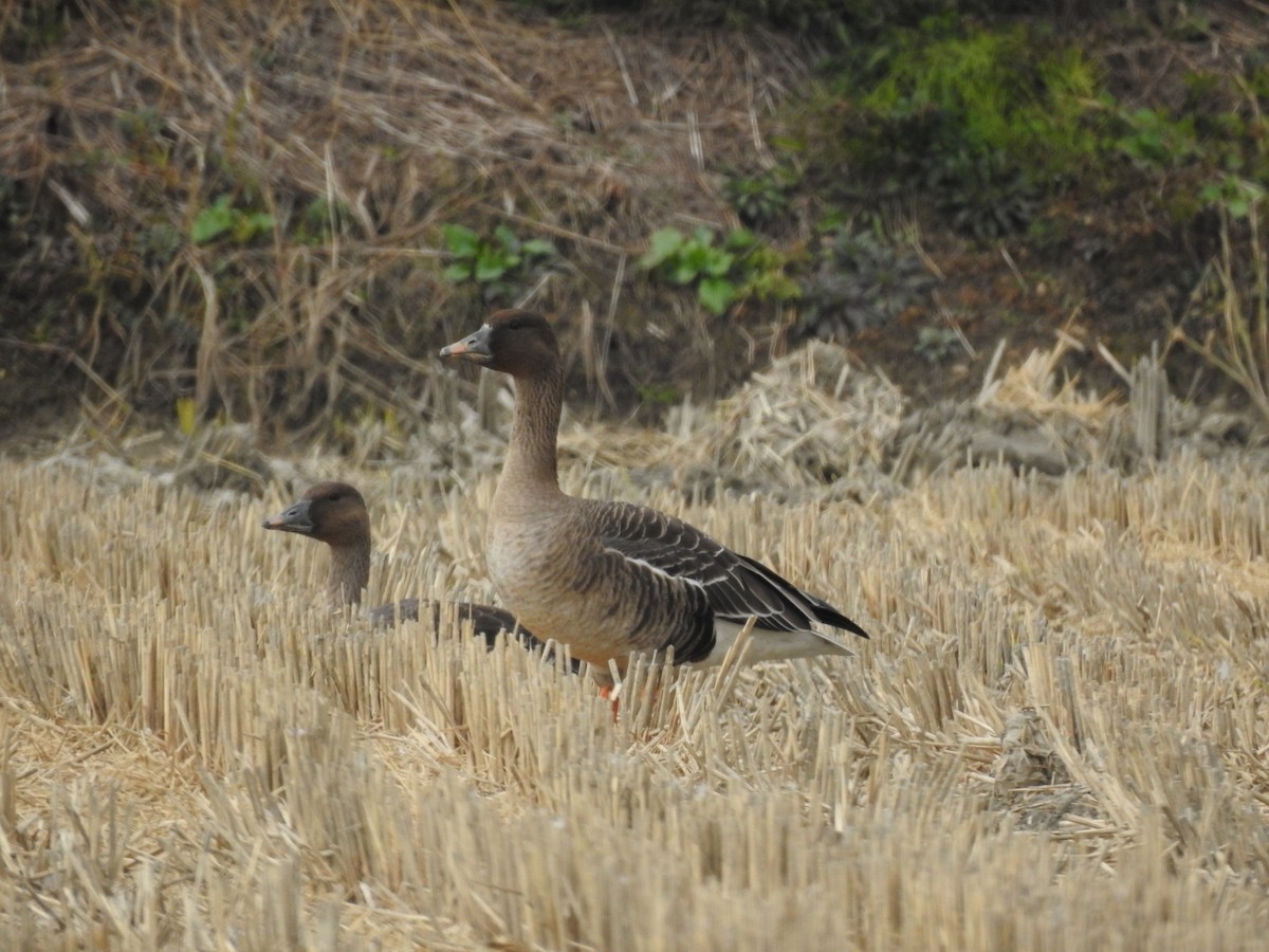 Tundra Bean-Goose - ML620730453