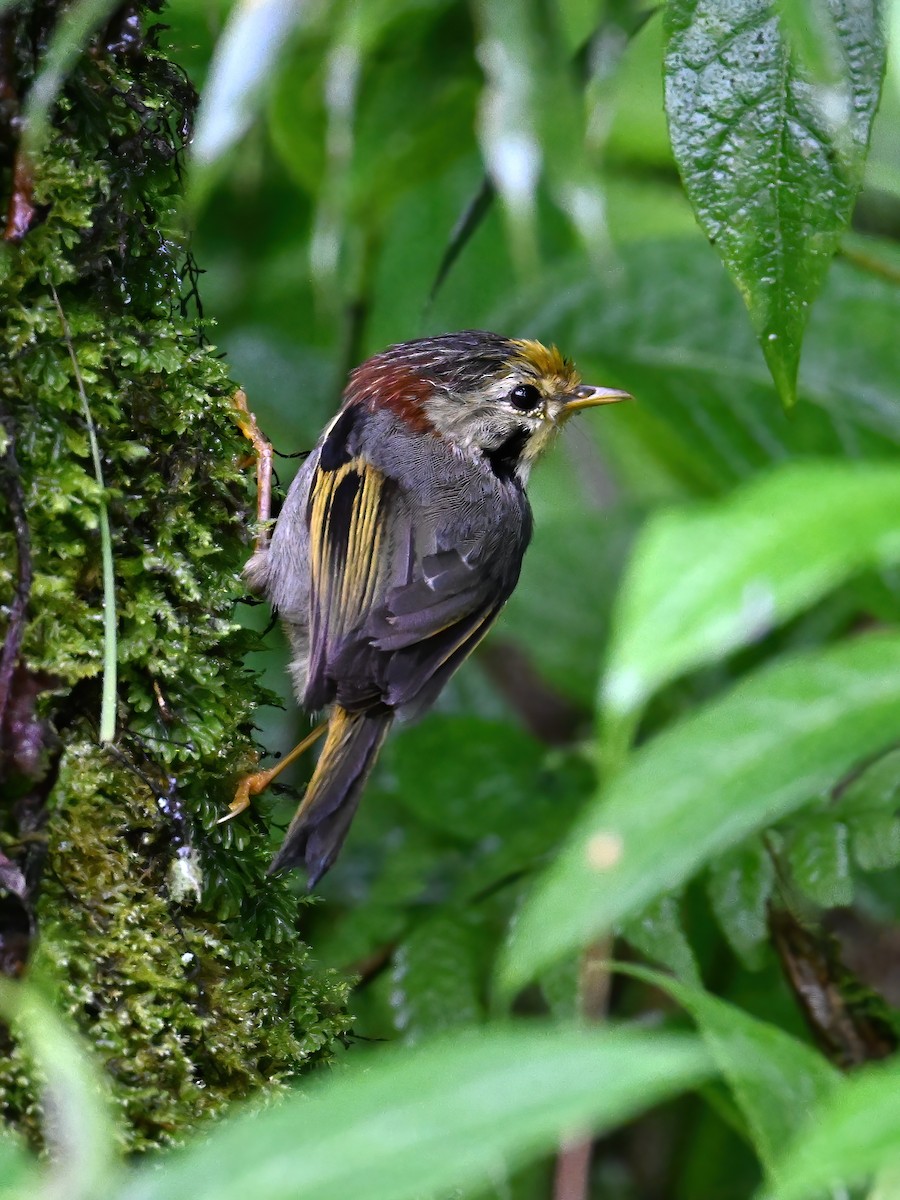 Gold-fronted Fulvetta - peng su