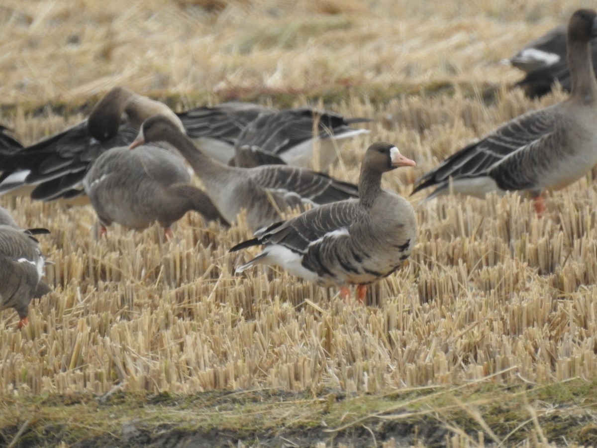 Greater White-fronted Goose - ML620730457