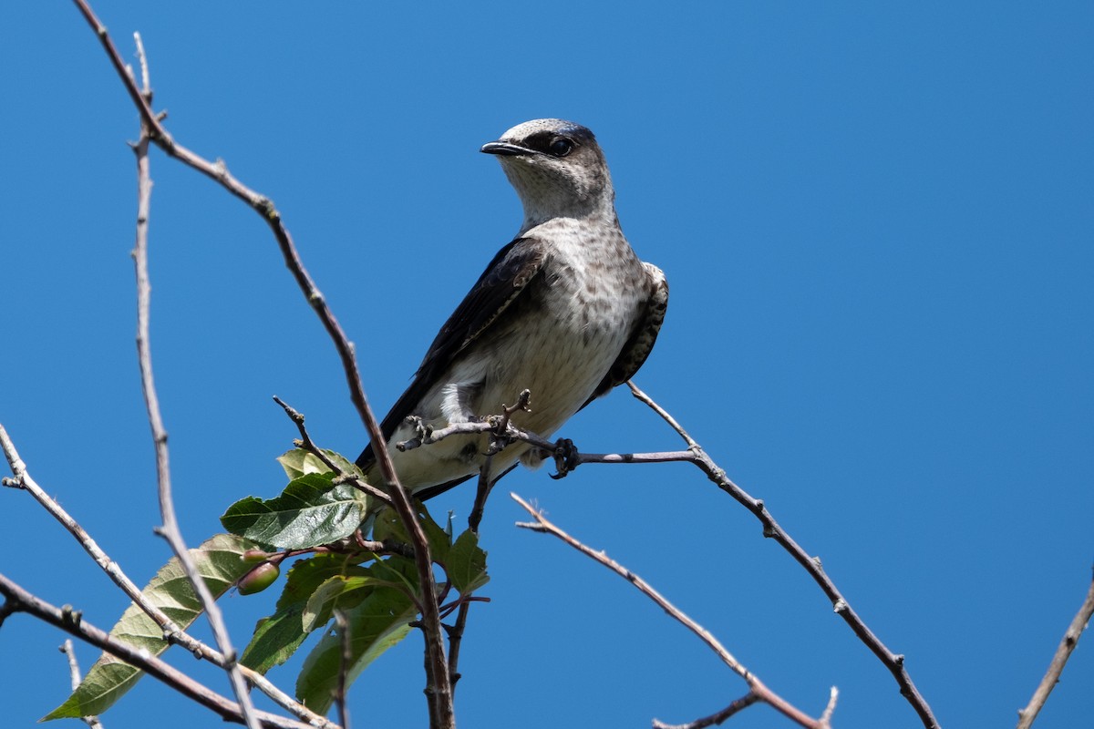 Purple Martin - ML620730458