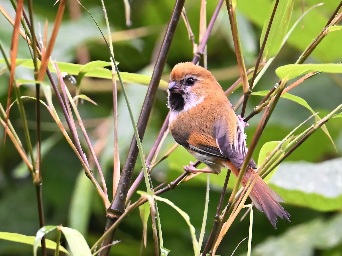 Golden Parrotbill - ML620730461