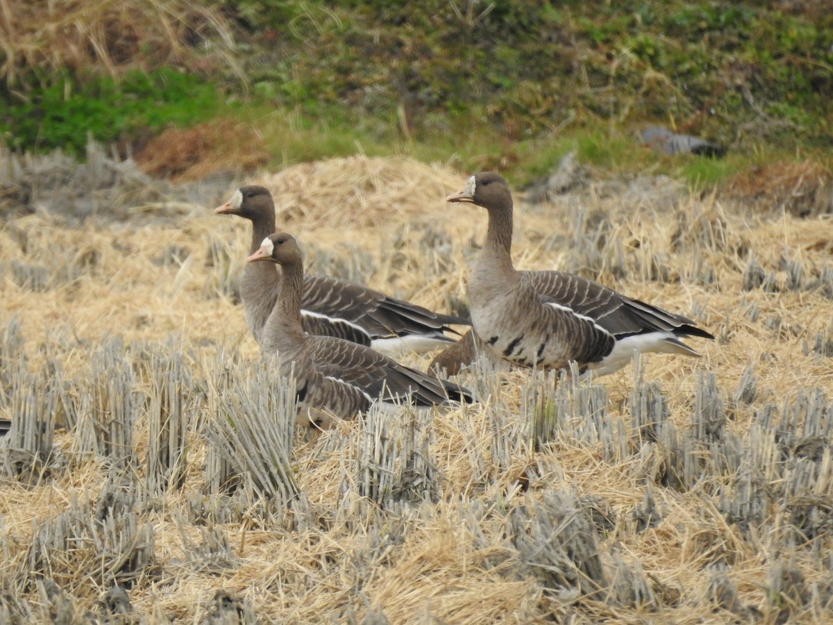 Greater White-fronted Goose - ML620730463