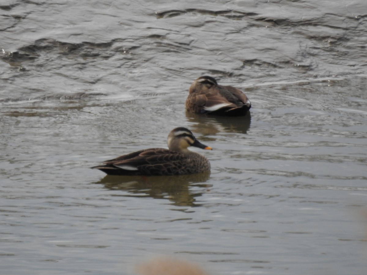 Eastern Spot-billed Duck - ML620730464