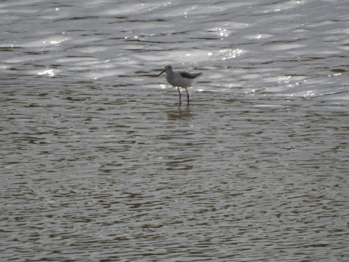 Common Greenshank - ML620730465