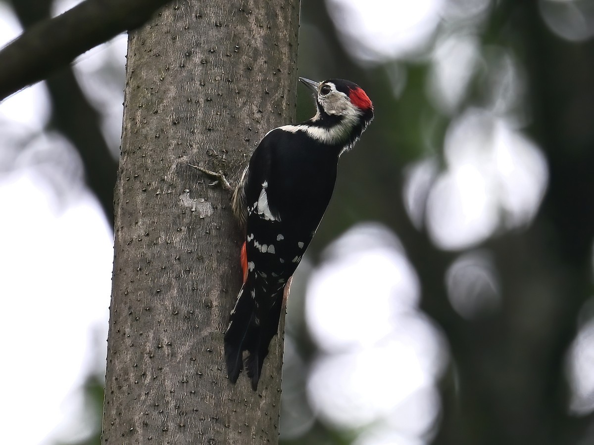 Necklaced Woodpecker - ML620730466