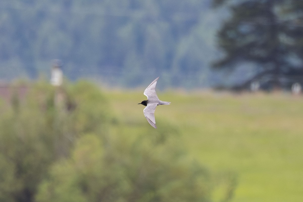 Black Tern - ML620730468