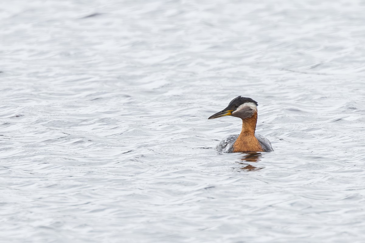 Red-necked Grebe - ML620730471