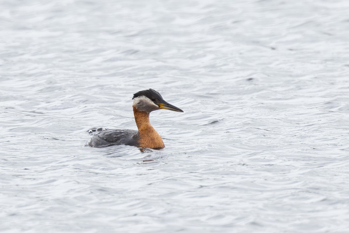 Red-necked Grebe - ML620730472