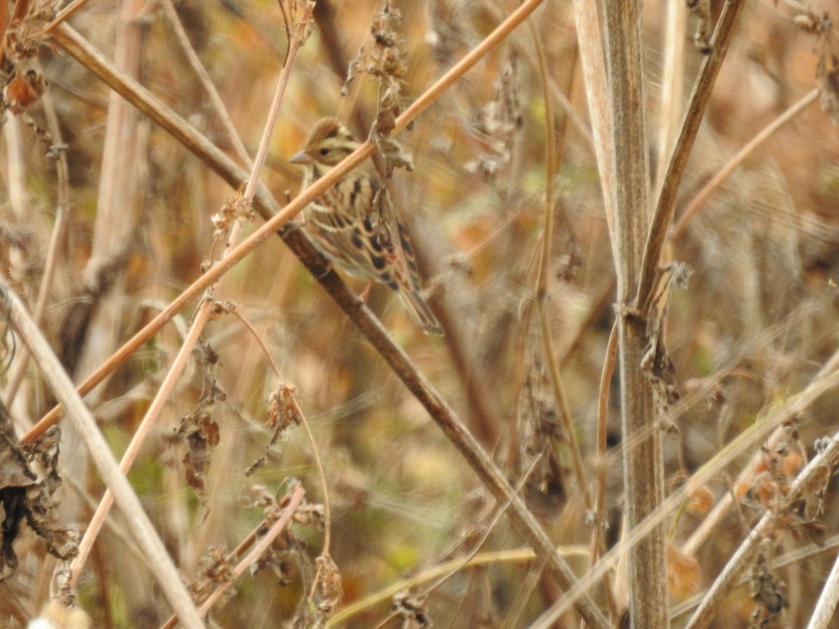 Rustic Bunting - ML620730475