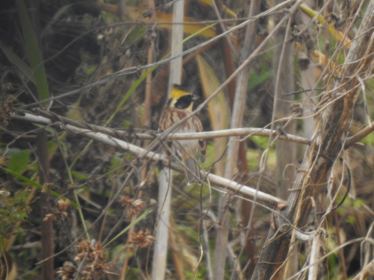 Yellow-throated Bunting - ML620730476