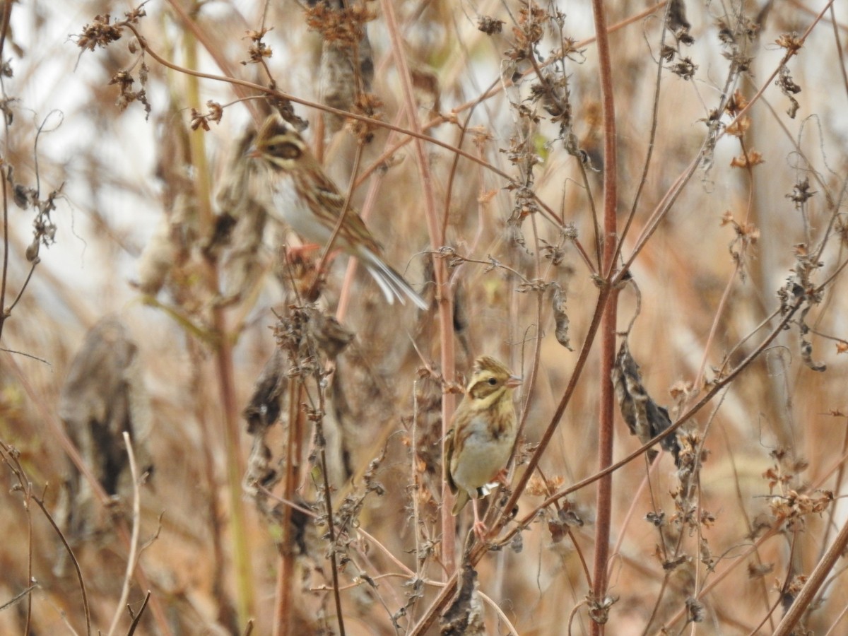 Rustic Bunting - ML620730477