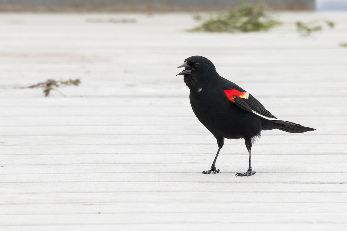 Red-winged Blackbird - ML620730478