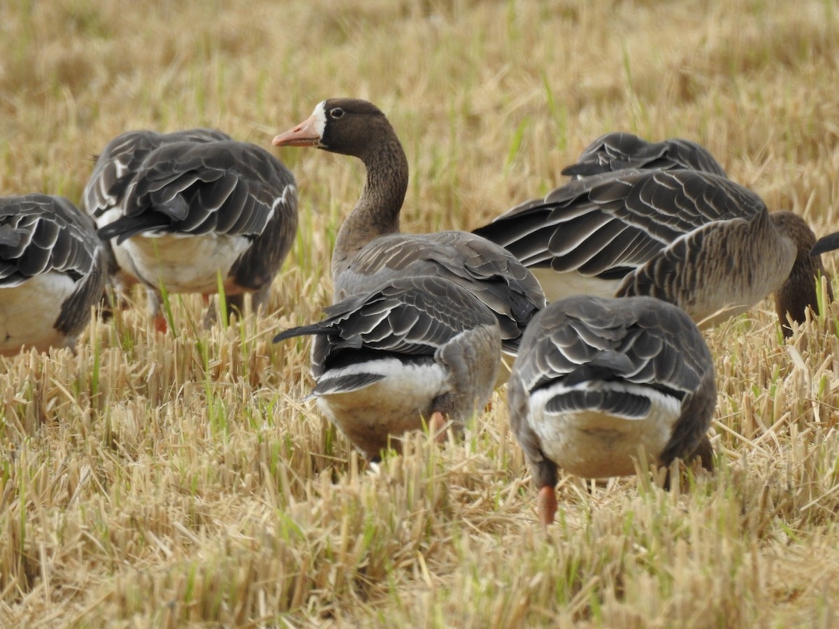 Greater White-fronted Goose - ML620730479