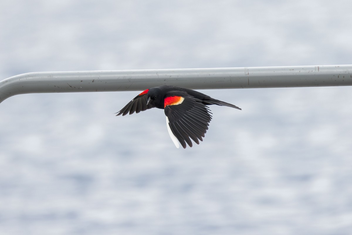 Red-winged Blackbird - ML620730480