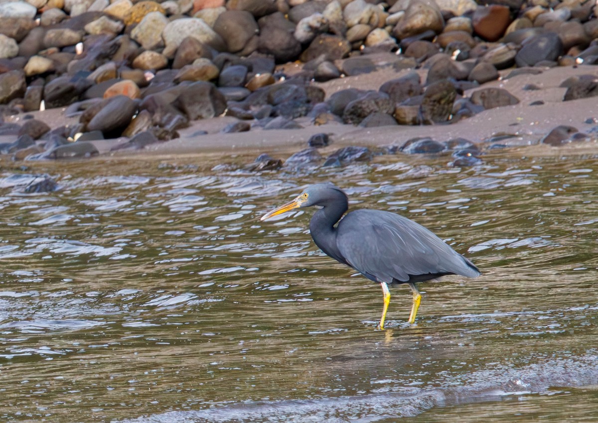 Pacific Reef-Heron - ML620730481