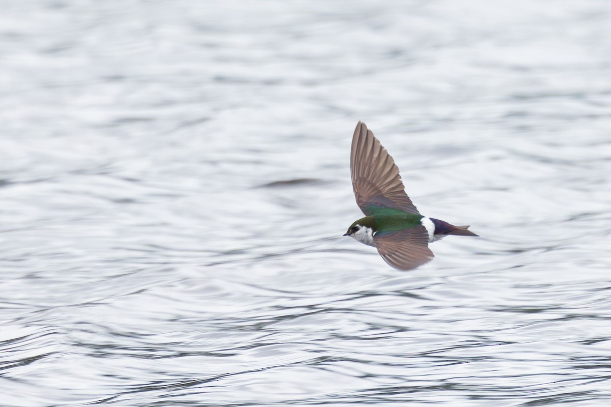 Violet-green Swallow - ML620730483