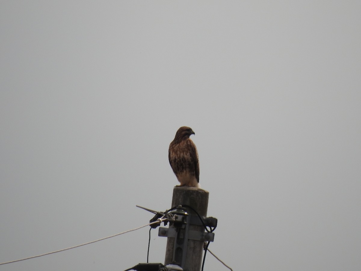 Eastern Buzzard - ML620730485