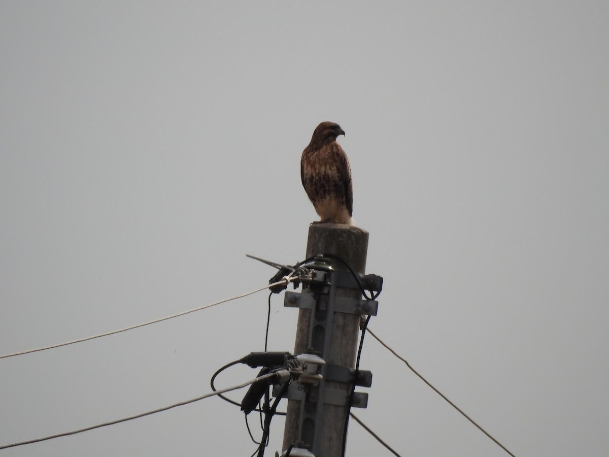 Eastern Buzzard - ML620730486