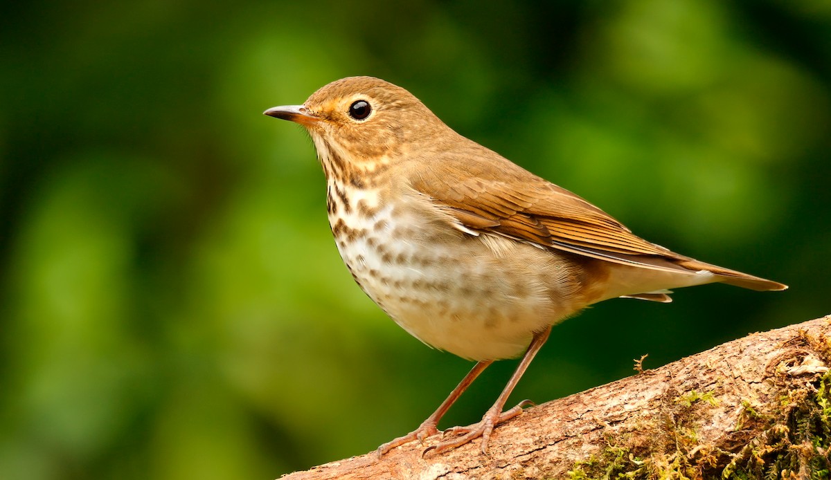 Swainson's Thrush - ML620730487