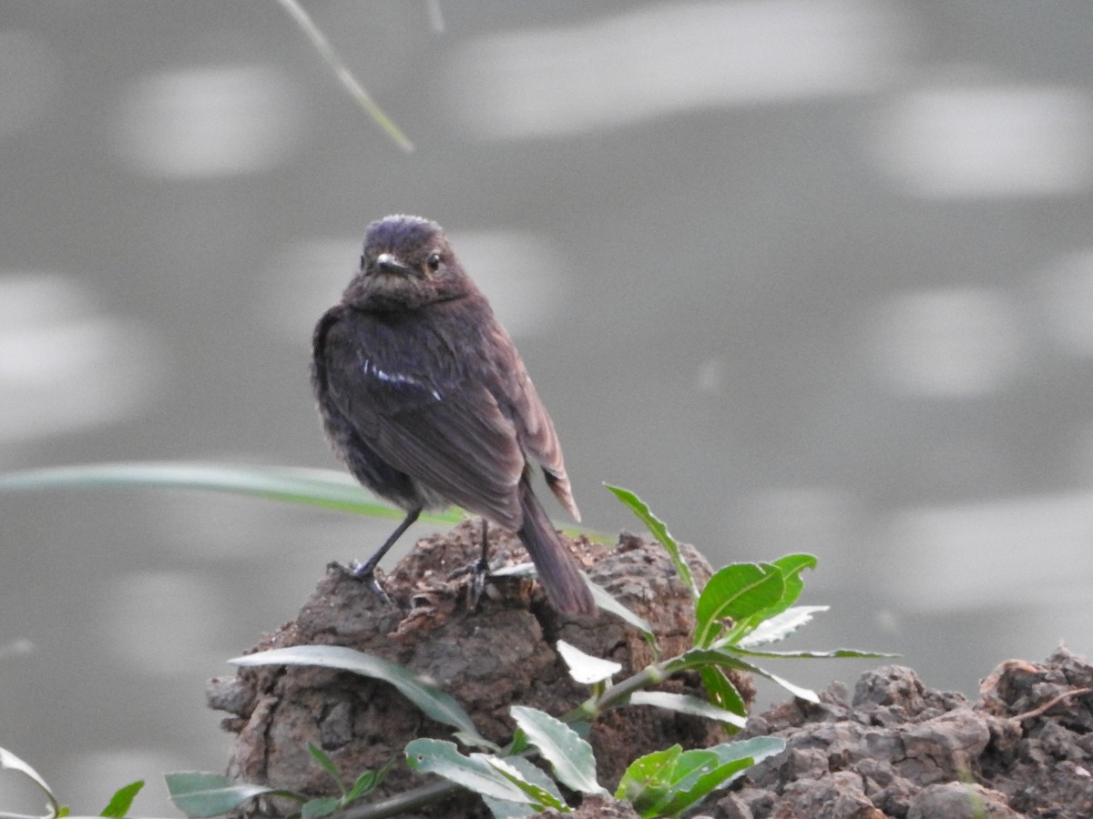 Pied Bushchat - ML620730502