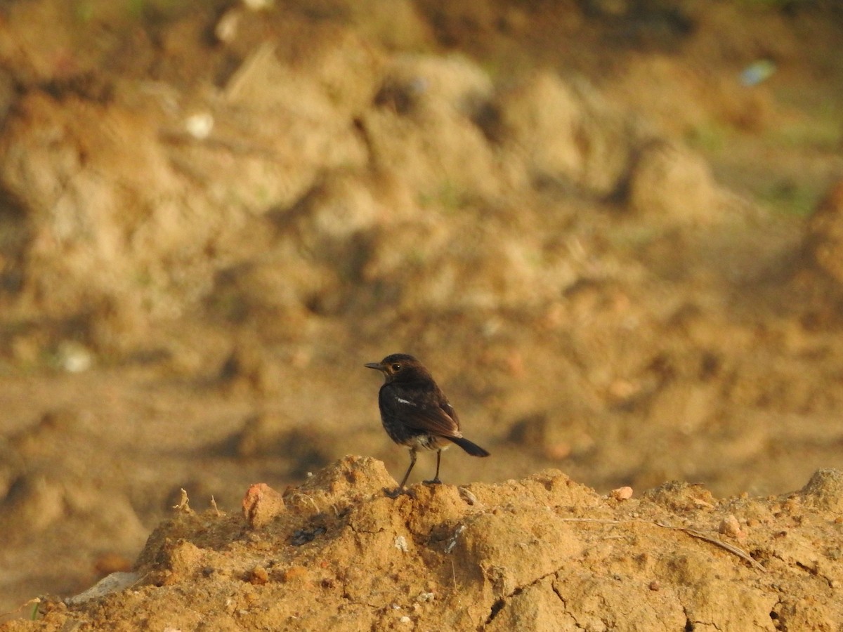 Pied Bushchat - ML620730503