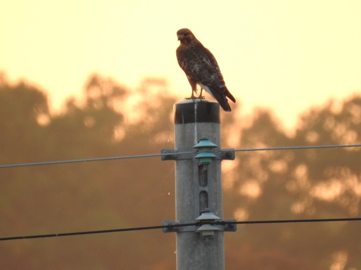 Eastern Buzzard - ML620730507