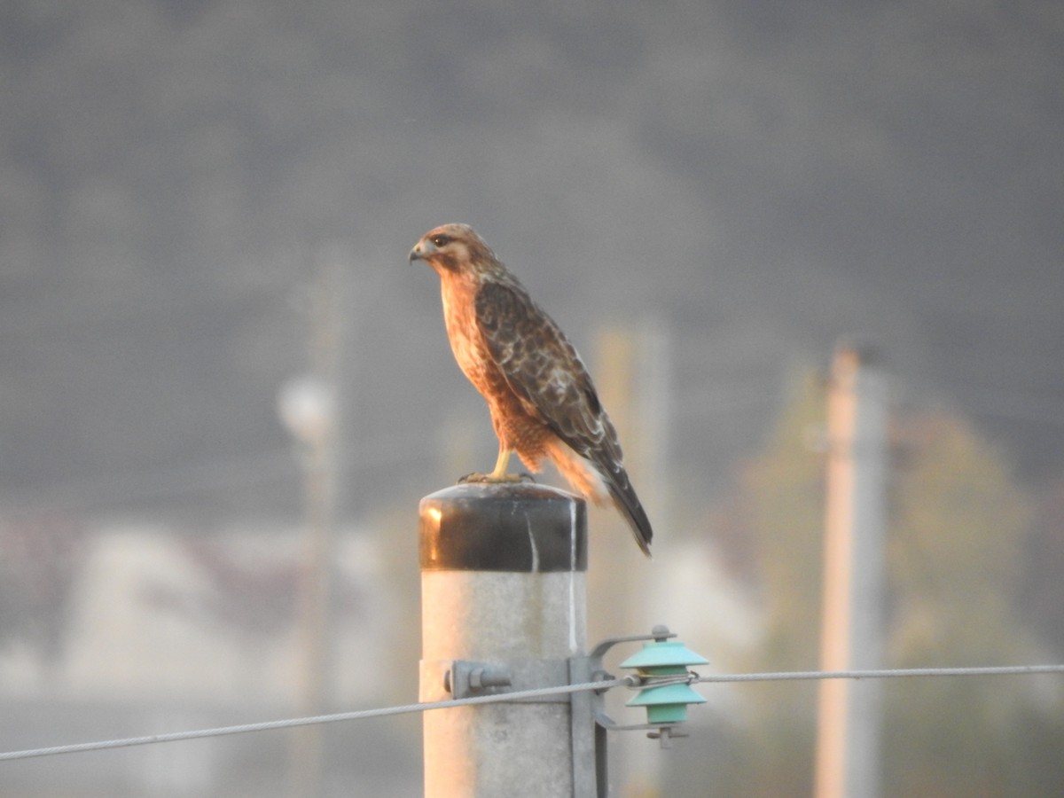 Eastern Buzzard - ML620730508